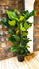 Giant Fiddle Leaf Fig 1.5m tall