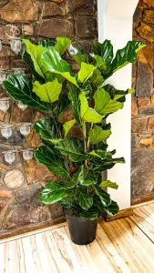 Giant Fiddle Leaf Fig 1.5m tall