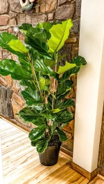 Large Ficus lyrata indoor tree