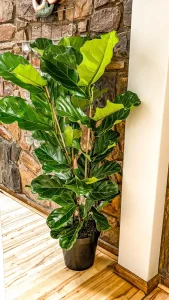 Large Ficus lyrata indoor tree