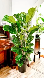 Dense fiddle leaf fig with three stems
