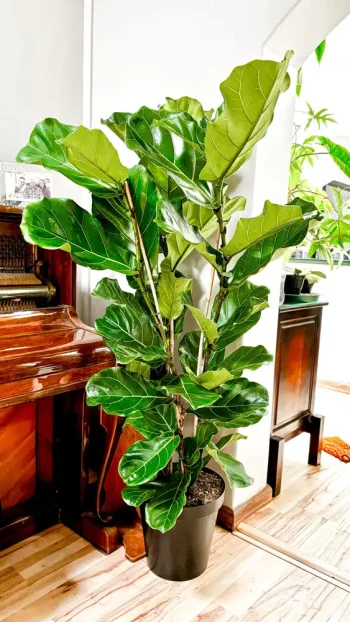 Dense fiddle leaf fig with three stems