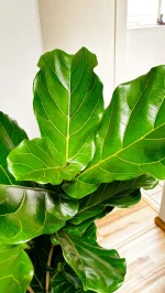 Full layered fiddle leaf canopy of a Fiddle Leaf Fig