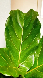 Close up of Fiddle Leaf Fig gloddy leaf