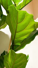 Underside of a large fiddle leaf fig leaf