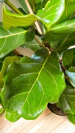 Tall indoor statement Fiddle Leaf