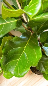Tall indoor statement Fiddle Leaf