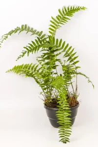 Giant Sword Fern with fronds about 60cm long.