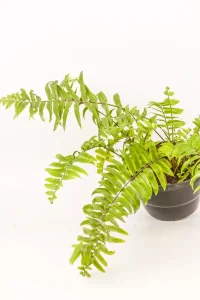 Giant Sword Fern fronds cascading over the pot.