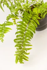 Close up frond of a Giant Sword Fern