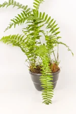 Close up of a Giant Sword Fern in a hanging basket