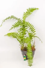 Front view of a Giant Sword Fern with large fronds