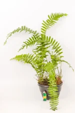 Giant Sword Fern in a hanging basket