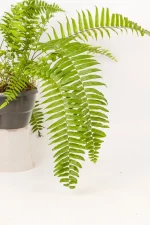 Giant Sword Fern on white table