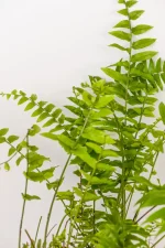 Side view of arching fronds of a Giant Sword Fern