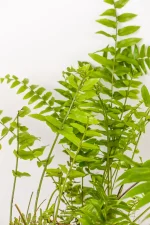 Giant Sword Fern with arching fronds