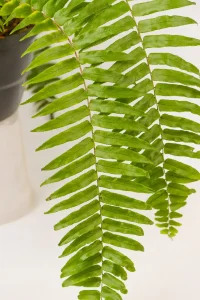 Close up of large leaflets on a Giant Sword Fern