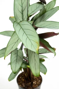 Side view of a Grey Star Prayer Plant