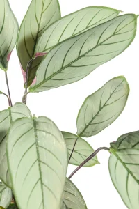 Close up of a Grey Star Prayer Plant leaves with shades of light green
