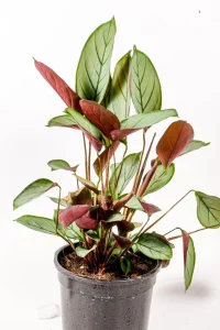Grey Star Prayer Plant with maroon underside leaves