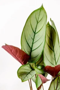 Macro image of a Grey Star Prayer Plant