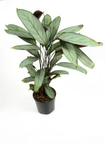 Full picture of a Grey Star Prayer Plant