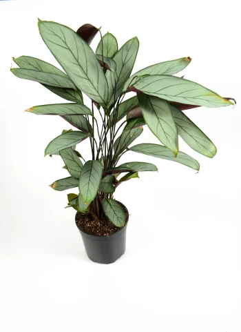 Full picture of a Grey Star Prayer Plant