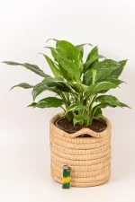 Side view of variegatred peace lily in basket