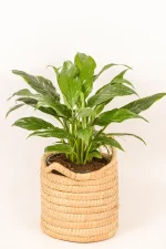 Variegated peace lily in handwoven basket