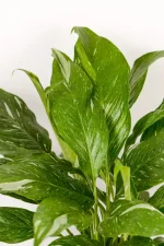 Varigated peace lily with white variegation on new leaves