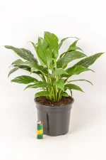 Variegated peace lily in black pot