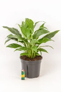 Variegated peace lily in black pot