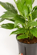 Multiple stems of a variegated peace lily