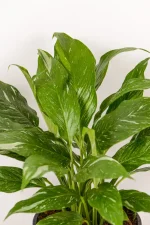 New leaves emerging of a variegated peace lily
