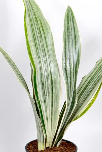 Multiple leaves of Snake plant bantels sensastion with light green and yellow stripes