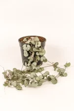 Full show of a string of heart in a black pot.
