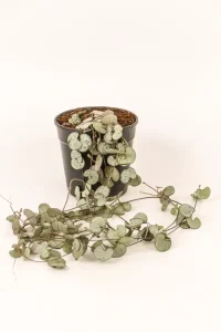 Full show of a string of heart in a black pot.