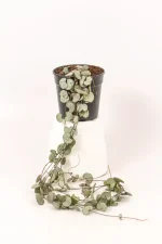 side view of a string of hearts in a black pot
