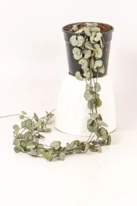 Full view of long vine of a string of hearts