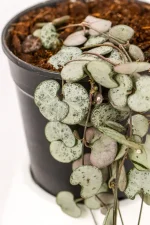 Close up of heart shapes of a ceropegia woodii