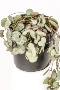 Full pot of a string of hearts