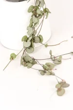 Thin trailing vines of a string of hearts