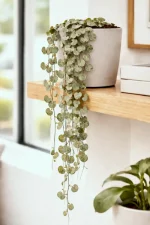 String of hearts on a wooden shelf.