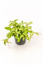 Full pot of a Hoya Krimson Princess on a white table