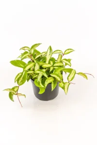 Full pot of a Hoya Krimson Princess on a white table