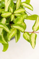 Close up of Hoya Krimson Princess with bright pink stems