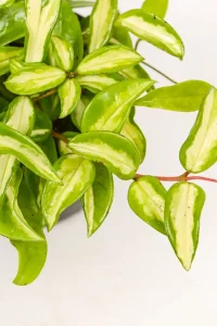Close up of Hoya Krimson Princess with bright pink stems