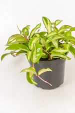 Full cascasing Hoya Krimson Princess
