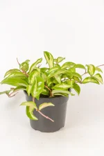 Hoya in black 12cm pot