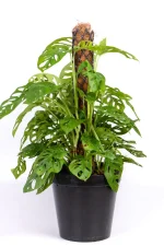 XL Monstera Adansonii with multiple growth